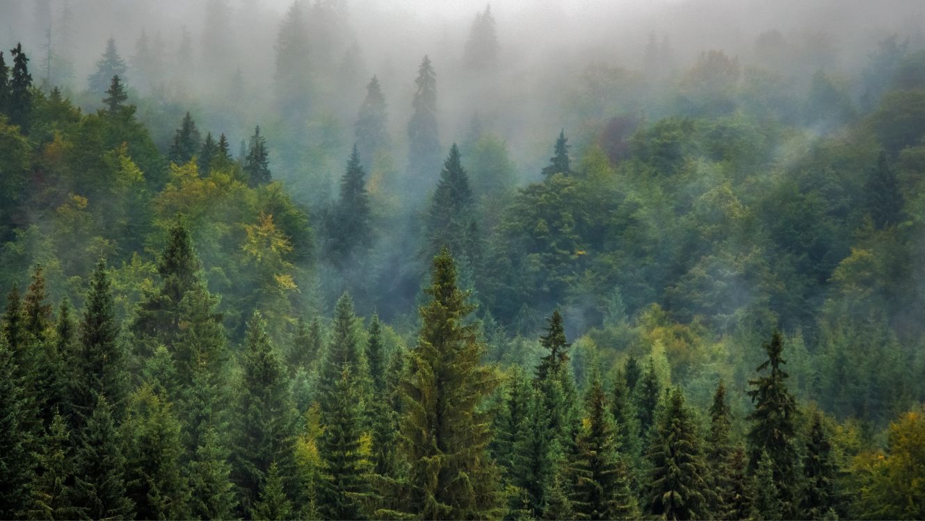 Izin Penggunaan Kawasan Hutan Dari Ippkh Menjadi Ppkh Pt Citra